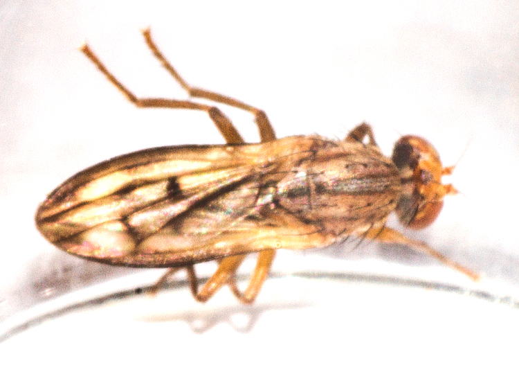 Opomyza germinationis